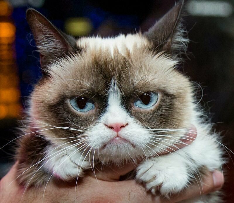 Умерла сердитая кошка Grumpy Cat, но в сети нашли ее последователей