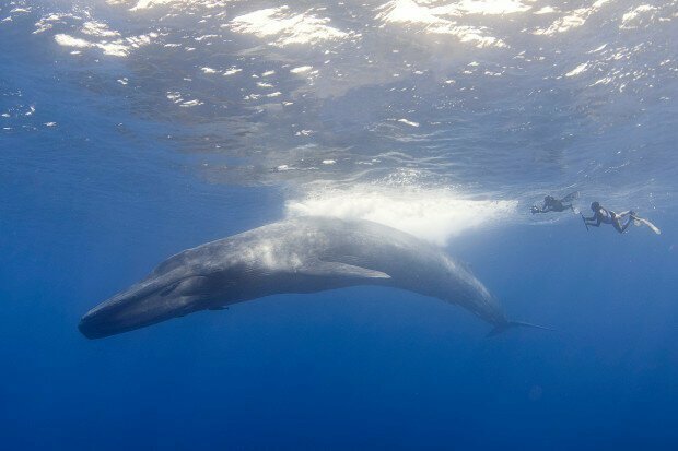 Дайвер столкнулся с 30-метровым синим китом
