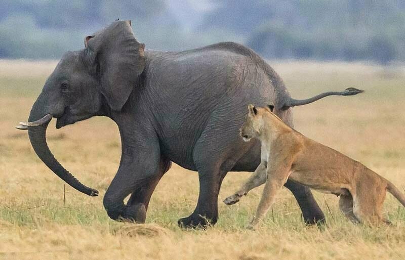 Стадо слонов смогло защитить своего юного сородича от группы