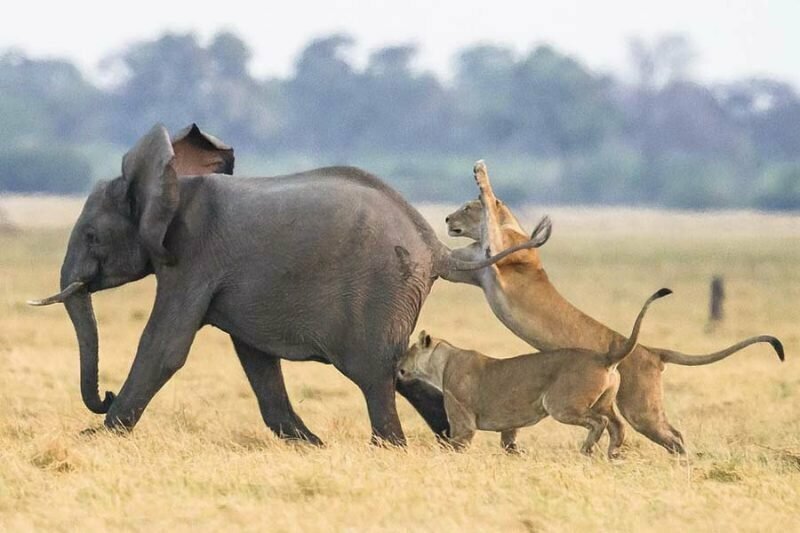 Стадо слонов смогло защитить своего юного сородича от группы голодных львов