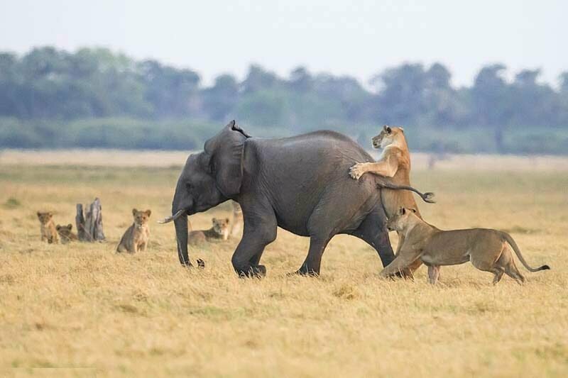 Стадо слонов смогло защитить своего юного сородича от группы голодных львов