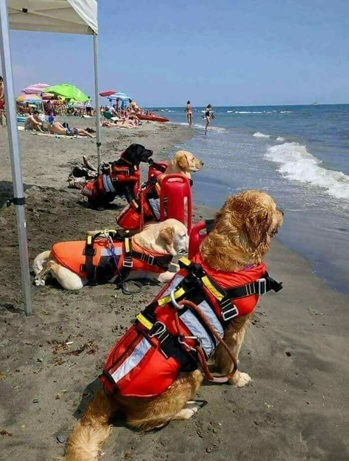 2. Собаки-спасатели на пляже в Хорватии