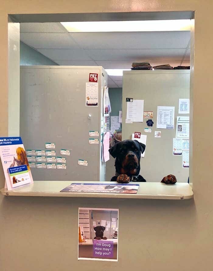 6. Секретарь ветеринарной клиники: "Меня зовут Дуг. Как я могу вам помочь?"