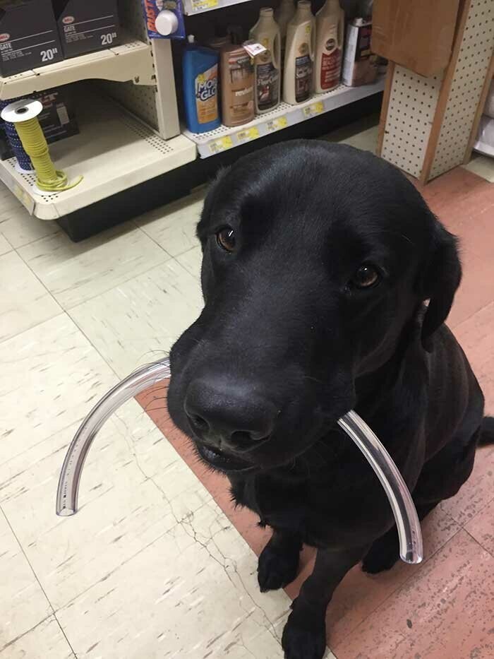 1. Этот пес работает в магазине хозтоваров. Он помогает покупателям относить товары к прилавку