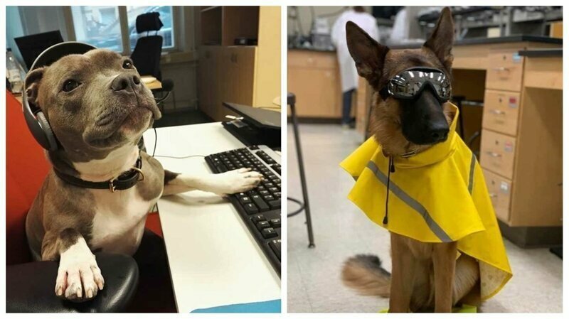 45 милейших псов, которые стали незаменимыми сотрудниками на работе