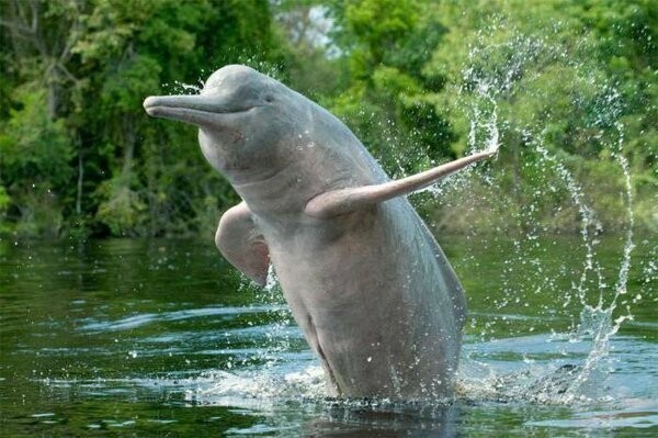 Дельфин, но Речной