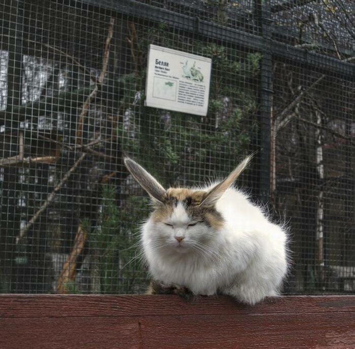 Пестрый мир котозайцев