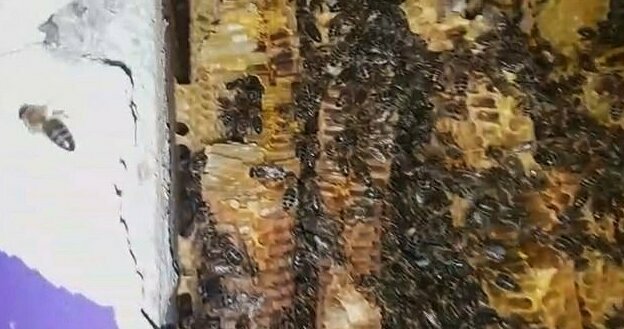 Герреро использовал специальную систему аспирации, чтобы вытащить всех пчел