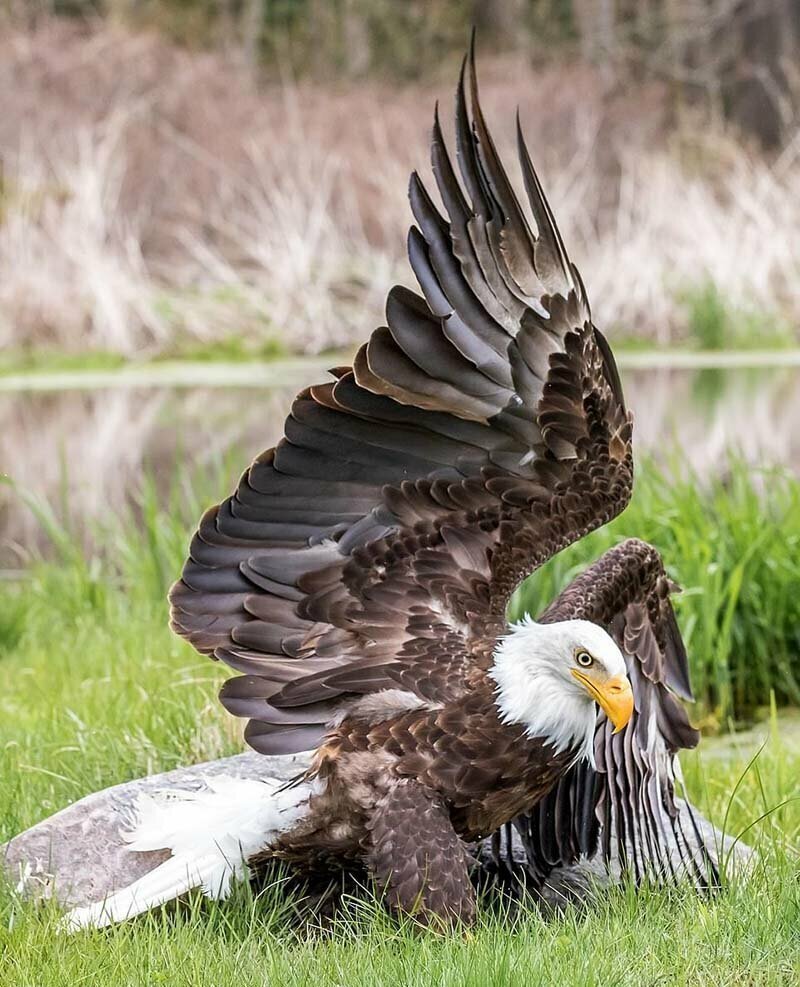Удивительный фотоснимок, в котором громадный орёл во время своего полёта смотрит прямо в объектив камеры.