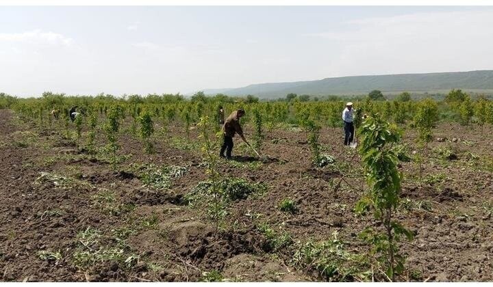 В Магарамкентском районе Дагестана идет закладка питомника плодовых культур