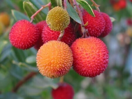 Замечательные экзотические фрукты