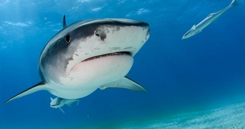 Ученым удалось установить, кто является самой необычной жертвой тигровых акул