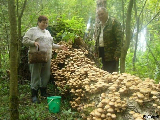 Солянка от 24.05.2019