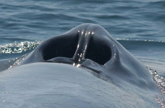 Когда-нибудь задумывались, как выглядит отверстие, через которое кит выдувает воздух?