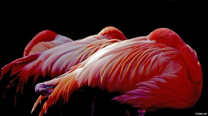 Спят усталые фламинго