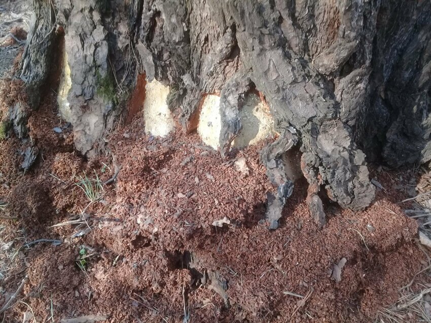 Месяц назад обнаружил вот такие повреждения на соснах в лесу