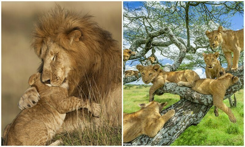 Цари зверей: 10 фотографий львов, признанные лучшими