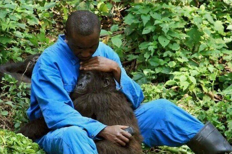 Работник зоопарка успокаивает шимпанзе на фоне звуков бомбежки и стрельбы, парк Вирунга, Конго