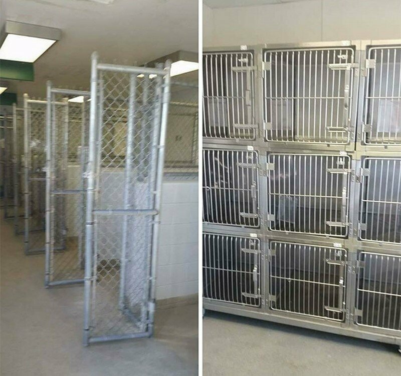 Пустые клетки в приюте для животных — самая радостная новость для работников