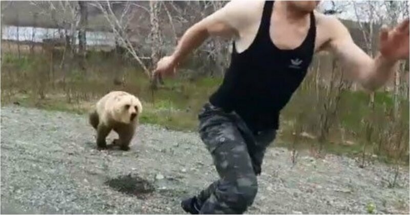 В мире животных: медвежонок чуть не растерзал дразнившего его парня