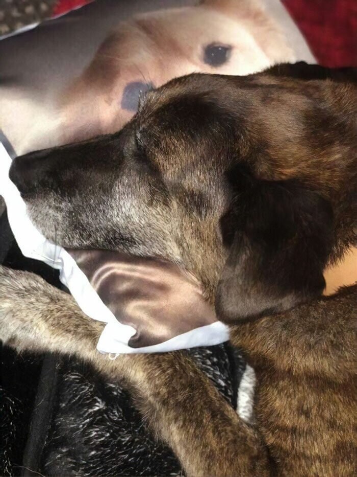 После смерти лучшего друга пес получил его портрет на память