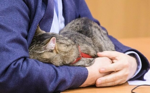 Депутат пришел на заседание Заксобрания с котом