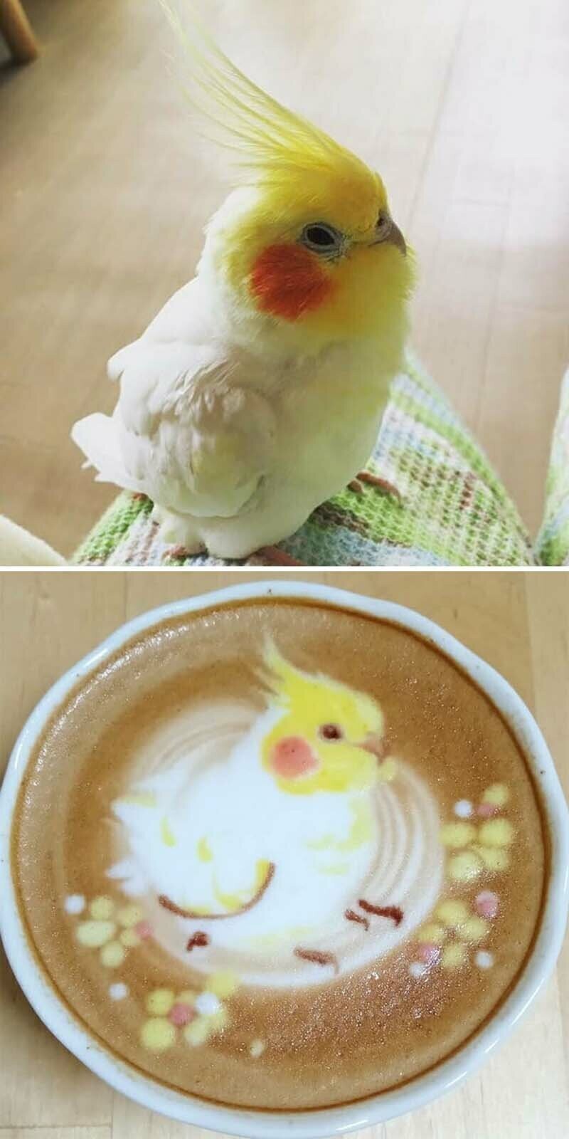 Потрясающие изображения птиц, выполненные на кофейной пене