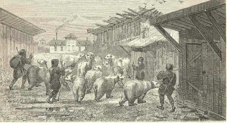 Русские пастухи гонят стадо медведей через деревню - рисунок иностранца побывавшего в России в середине XIX века и позже выпустившего книгу воспоминаний о своём путешествии, 1862 год