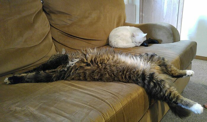 1. Как спит нормальная кошка и как спит мейн-кун