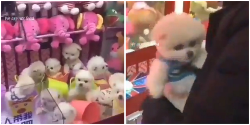 В сети появилось видео с китайским автоматом, в котором можно выиграть живого щенка