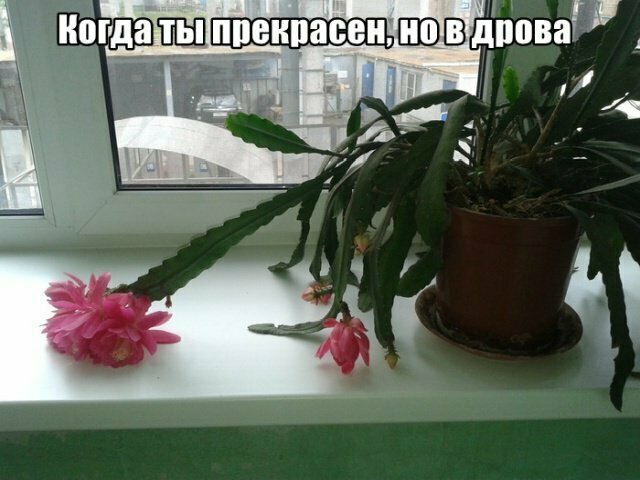 Фотоподборка