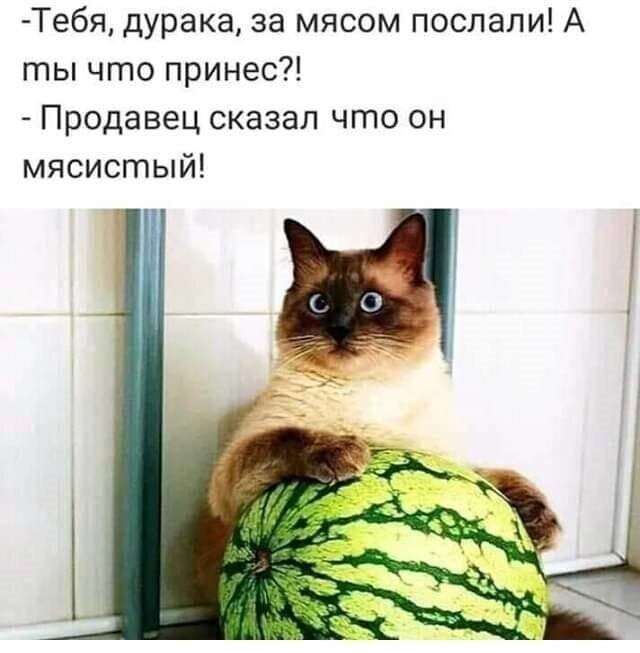 Котопост