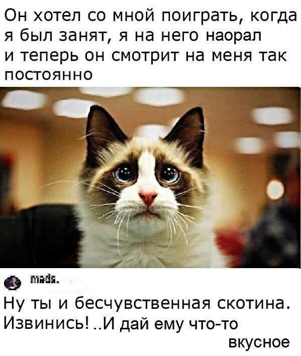 Котопост