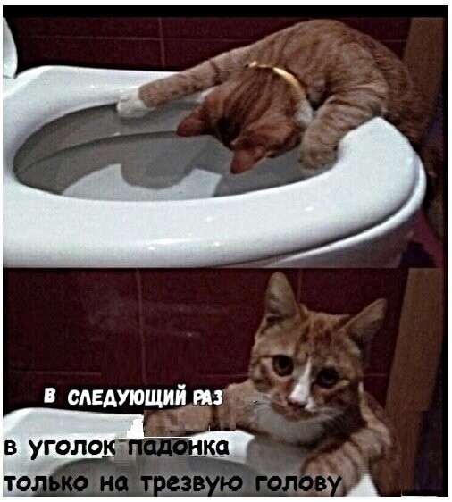 Котопост