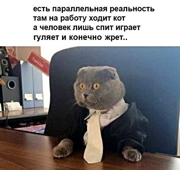 Котопост