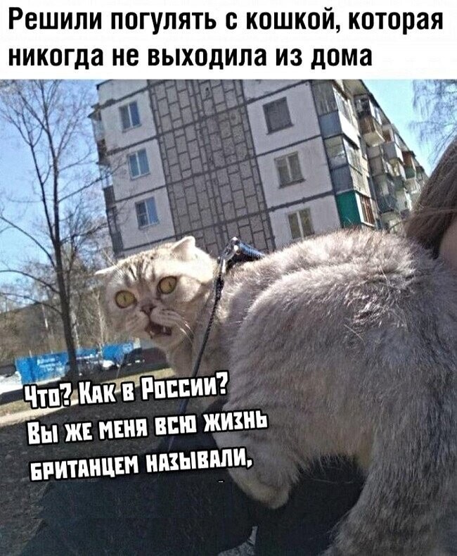 Котопост