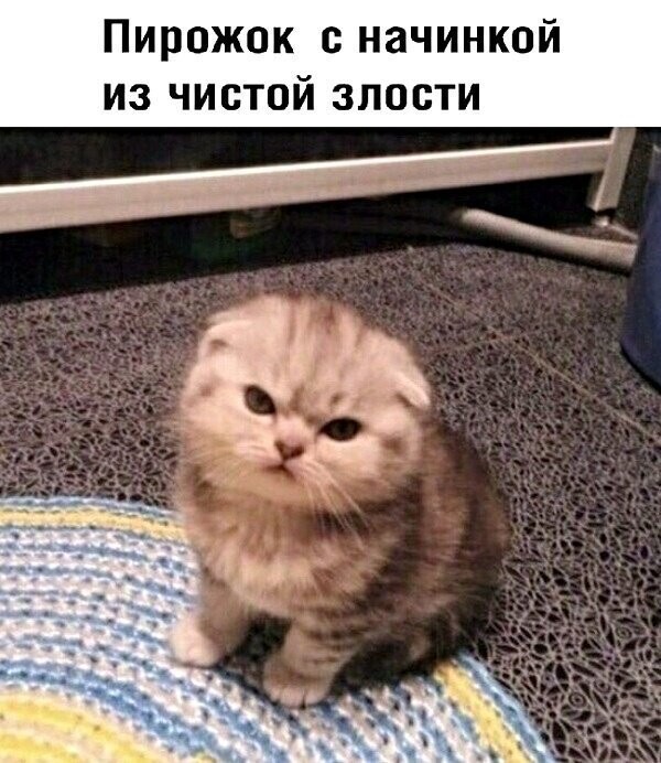 Котопост