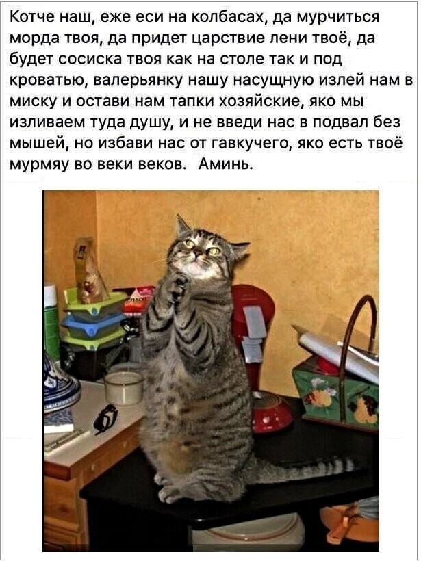 Котопост