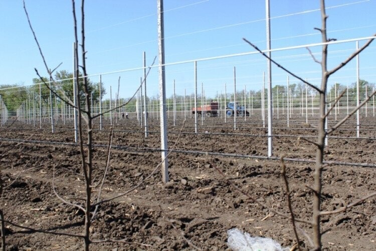 В Ставропольском крае заложено свыше ста гектаров интенсивных садов
