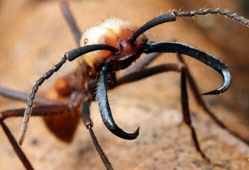 21. Кочевые муравьи