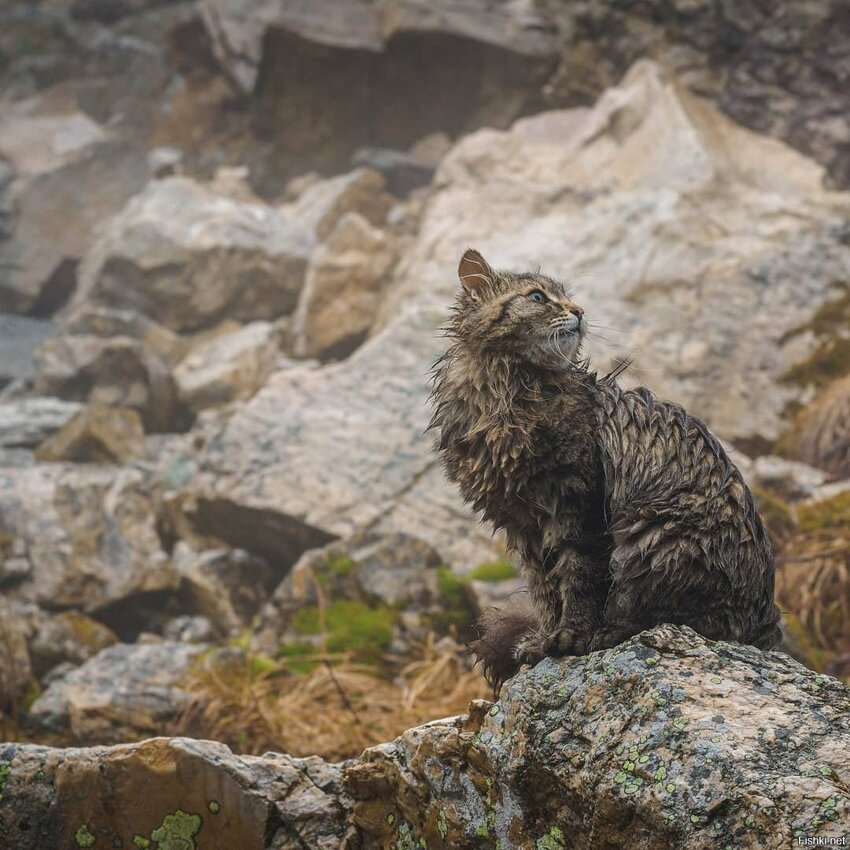 В национальном парке Зюраткуль поселился обычный кот, который, словно экскурс...