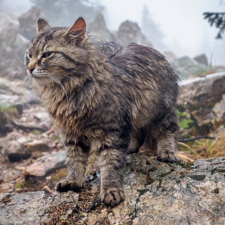 В национальном парке Зюраткуль поселился обычный кот, который, словно экскурс...
