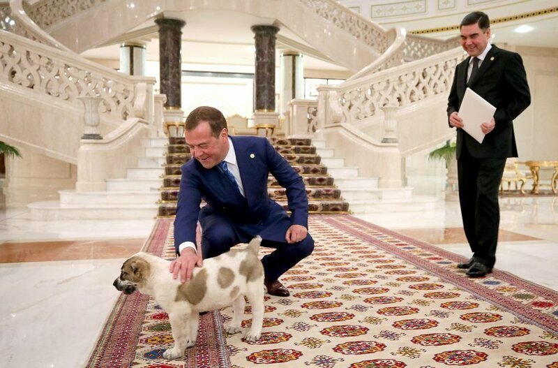 Премьер-министру РФ Медведеву подарили щенка пятнистого алабая