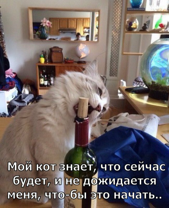 Без кота и жизнь не та