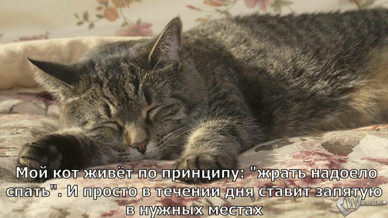 Без кота и жизнь не та