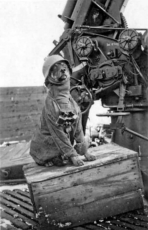Немецкие зенитчики развлекаются переодев свою собаку. 1943 год.