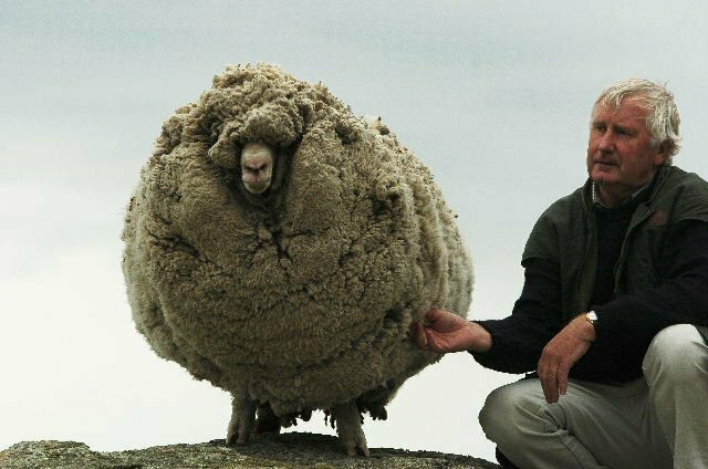Так выглядит овца, которую не стригли 6 лет (слева)