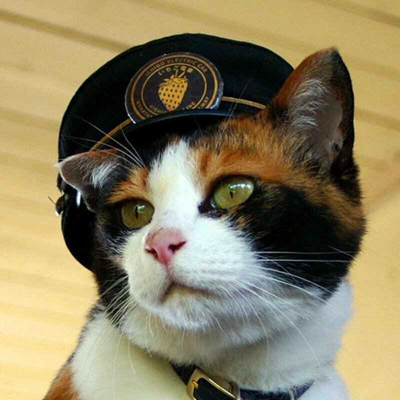 Тама - кошка-самурай и начальник станции, спасшая японскую железную дорогу