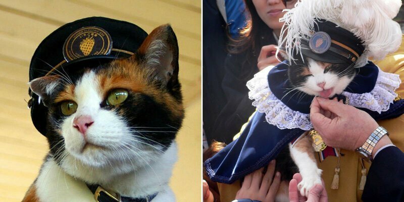 Тама - кошка-самурай и начальник станции, спасшая японскую железную дорогу