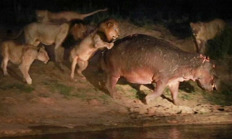 Эпичная битва: храбрый бегемот против стаи львов